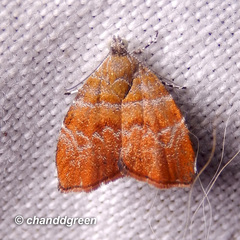 Choreutis achyrodes