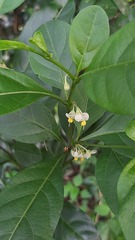 Cestrum laevigatum