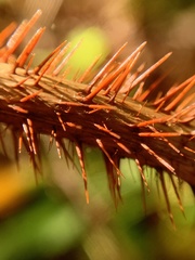 Rubus phoenicolasius