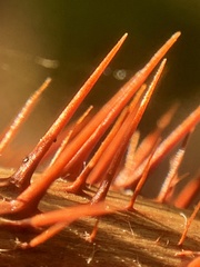 Rubus phoenicolasius