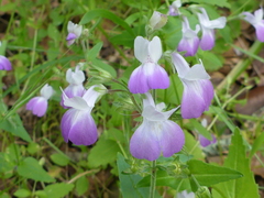 Collinsia multicolor