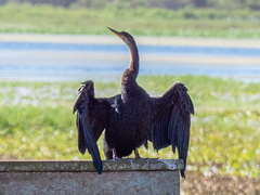 Anhinga anhinga