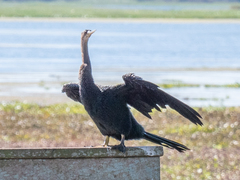 Anhinga anhinga