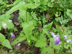 Collinsia multicolor