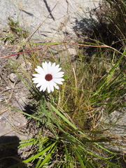 Dimorphotheca acutifolia
