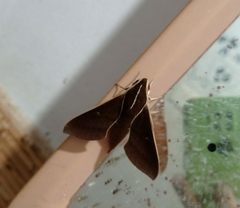 Theretra pallicosta