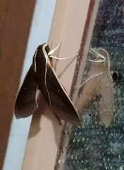 Theretra pallicosta