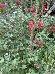 Salvia darcyi
