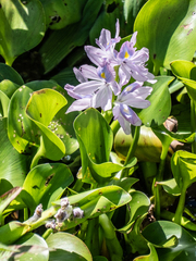 Pontederia crassipes