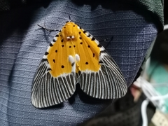 Peridrome orbicularis