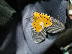 Peridrome orbicularis