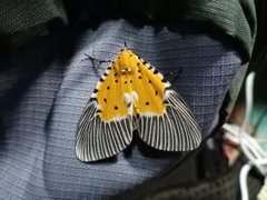 Peridrome orbicularis