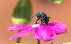 Euglossa
