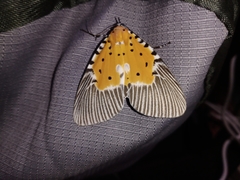 Peridrome orbicularis