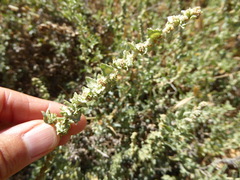 Atriplex glauca