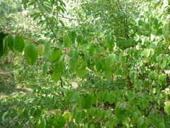 Cornus sanguinea australis