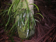 Haplopteris ensiformis