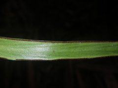 Haplopteris ensiformis