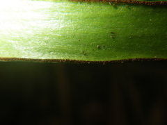 Haplopteris ensiformis