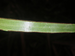 Haplopteris ensiformis