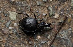 Scaphinotus interruptus
