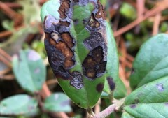 Mycosphaerella stemmatea