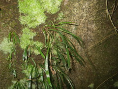 Haplopteris ensiformis