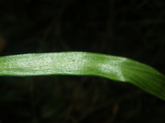 Haplopteris ensiformis