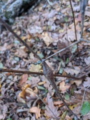 Chaerophyllum nodosum