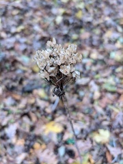 Allium decipiens quercetorum