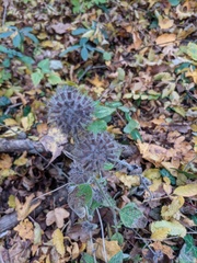 Clinopodium caucasicum