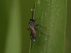 Vulgichneumon