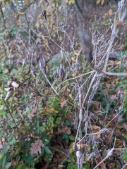 Chaerophyllum nodosum