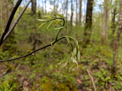Cladrastis kentukea