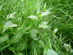 Veronica beccabunga