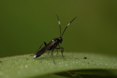 Vulgichneumon