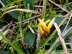 Clavulinopsis helvola