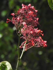 Fridericia trailii