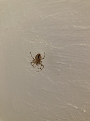 Araneus
