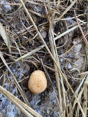 Zelleromyces cinnabarinus