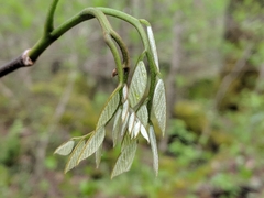 Cladrastis kentukea