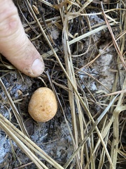 Zelleromyces cinnabarinus