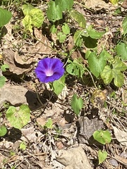 Ipomoea purpurea