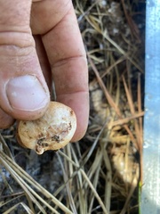 Zelleromyces cinnabarinus