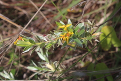 Lasiosiphon splendens