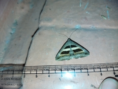 Grammodes geometrica