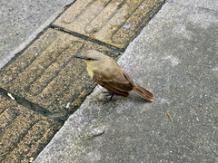 Machetornis rixosa