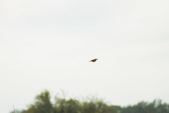 Turdus amaurochalinus