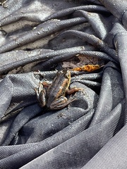 Lithobates virgatipes