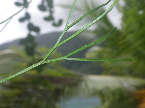 Psilotaceae image